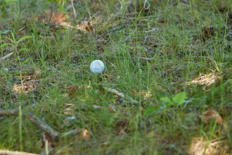 BMW Golf Cup International 2022